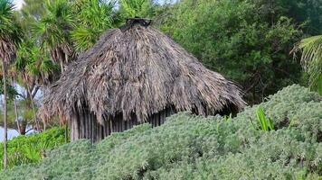 Mayan huts wooden cottage in tropical jungle beach entrance Mexico. video