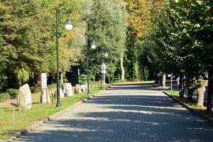 Green trees in the city park photo