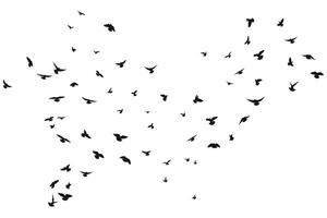 Silhouette sketch of a flock of flying forward birds. Takeoff, flying, flight, flutter, hover, soaring, landing vector