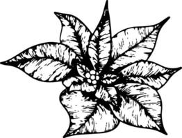 flor de pascua flores, invierno estrella flor. botánico línea Arte elemento. tinta gráfico. mano pintado contorno ilustración para Navidad o nuevo año saludo tarjeta diseño, fiesta decoración, Boda vector