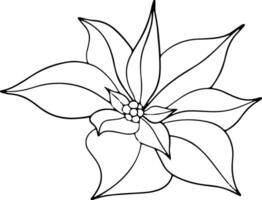 Poinsettia flowers, Winter star flower. Botanical line art element. ink graphic. Hand painted outline illustration for Christmas or New Year greeting card design, holiday decoration, wedding vector