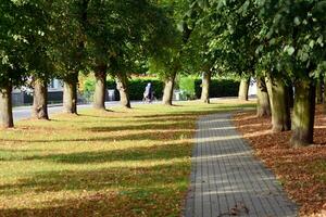 Green trees in the city park photo