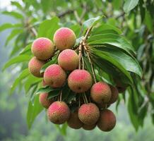 ai generado lychee Fruta en el árbol en el jardín, tailandia foto