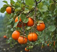 AI generated Ripe oranges on the tree in the garden. Shallow depth of field. photo