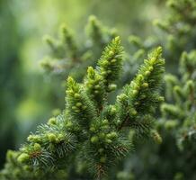 AI generated Green spruce branch with young cones on blurred background, close up photo