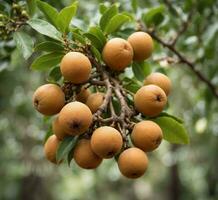 AI generated Fresh loquat fruits on the tree in the orchard. photo