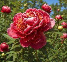 AI generated Beautiful peony flower in the garden on a sunny summer day photo