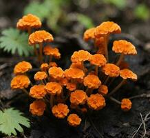 AI generated Close-up of small orange flowers in the forest. Shallow depth of field. photo