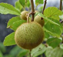 AI generated Kiwi fruit on the tree in the rain, Thailand. photo