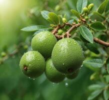 AI generated Green fruit with water drops on the branches of a tree in the garden photo