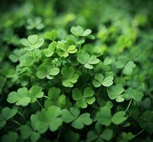 AI generated Green clover leaves on the field. Shallow depth of field. photo