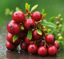 fresh cranberries with green leaves on the wet glass surface, shallow dof photo