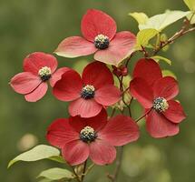 AI generated Red flowers of Cornus sanguinea, also known as dogwood or dogwood photo