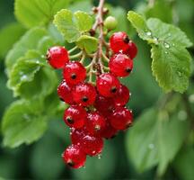 AI generated Red currant berries with water drops on green leaves background, closeup photo