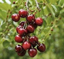 AI generated Ripe red cherries on the branches of a cherry tree. photo