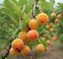 AI generated Ripe apricots on the tree in the orchard. photo