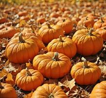 ai generado calabaza parche en soleado otoño día. vistoso calabazas antecedentes. foto