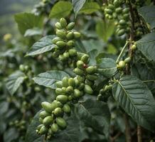 AI generated Coffee tree with unripe green coffee beans on plantation photo
