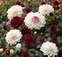 ai generado blanco y rojo dalia flores en el jardín, valores foto