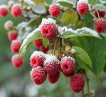 AI generated Frozen raspberries on a branch covered with white snow. photo