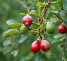 AI generated Red berries on a branch with green leaves. Shallow depth of field. photo