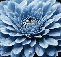 ai generado azul crisantemo de cerca. floral antecedentes foto