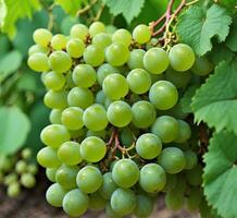 ai generado manojo de verde uvas en el vino en viñedo, de cerca foto