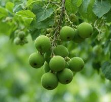 ai generado verde manzanas en un rama con gotas de Rocío, de cerca foto