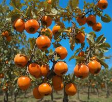 AI generated Ripe persimmon fruits on a tree in the orchard photo