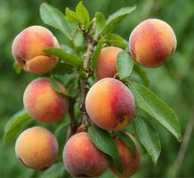 AI generated Ripe peaches on the branch of a tree in the garden photo