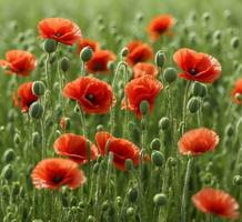 AI generated Red poppies on a green field. Spring flowers. Natural background. photo