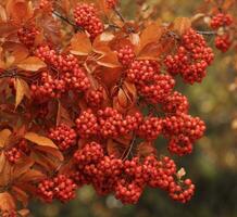 AI generated Red rowan berries on a branch in the autumn forest close up photo