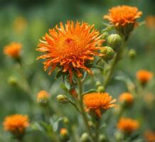 ai generado naranja flores en un verde antecedentes. superficial profundidad de campo. foto