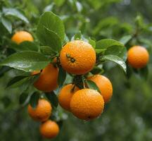 AI generated Ripe oranges on the tree in the garden. Shallow depth of field. photo