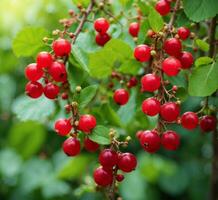 AI generated Red currant berries on a branch with green leaves in the garden photo