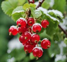 AI generated Red currant berries with water drops on green leaves background, closeup photo