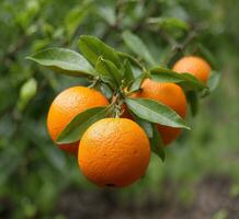 AI generated Ripe oranges on the tree in the garden. Shallow depth of field. photo