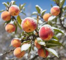 Peaches in the snow on the branches of a tree in winter photo