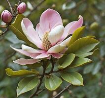 AI generated Beautiful magnolia flower on a tree in spring, close up photo