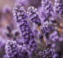 AI generated Lavender flowers. Lavender background. Lavandula officinalis photo