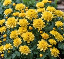 AI generated Yellow chrysanthemum flowers blooming in the garden. photo