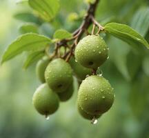 AI generated Green bergamot fruits on the tree with dew drops photo