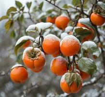AI generated Ripe persimmon on a branch covered with snow in winter photo