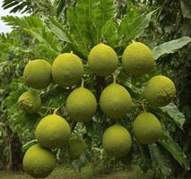 AI generated Breadfruit tree with green unripe fruits on its branches photo