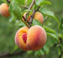 AI generated Ripe apricots on the tree in the orchard. photo