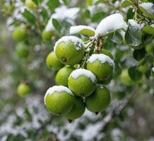 AI generated Green limes on the tree covered with snow in the garden. photo