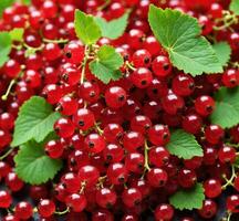 AI generated Fresh red currant with green leaves closeup. Healthy food. photo