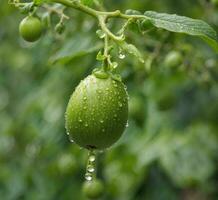 AI generated Green tomatoes growing on a branch with water drops in the garden. photo