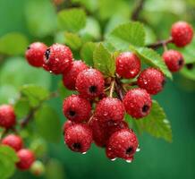 AI generated Red currant berries covered with snow on a branch in the garden photo