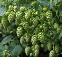 AI generated Hop cones on a branch in the garden. Beer brewing concept. photo